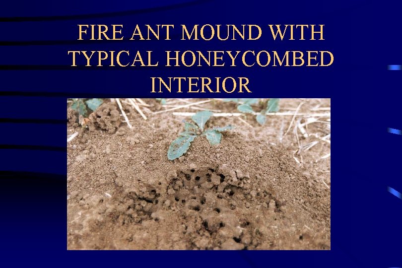 FIRE ANT MOUND WITH TYPICAL HONEYCOMBED INTERIOR 