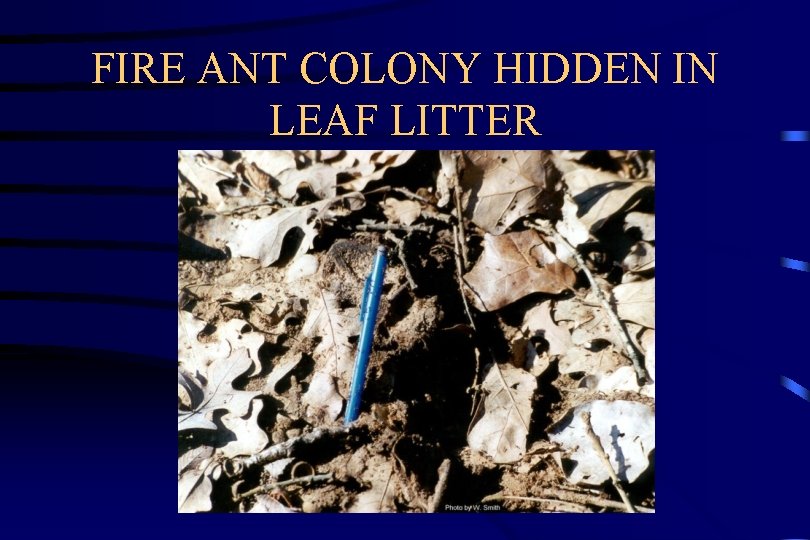 FIRE ANT COLONY HIDDEN IN LEAF LITTER 