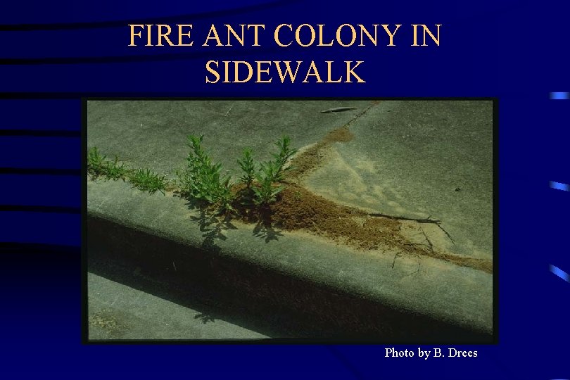 FIRE ANT COLONY IN SIDEWALK Photo by B. Drees 