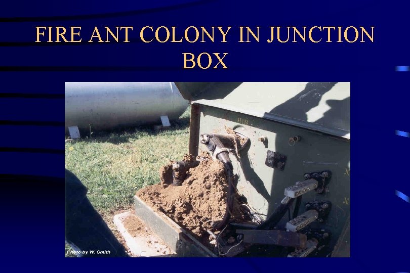 FIRE ANT COLONY IN JUNCTION BOX 