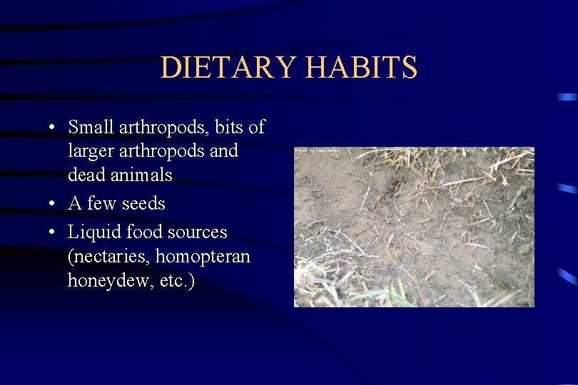 DIETARY HABITS • Small arthropods, bits of larger arthropods and dead animals • A