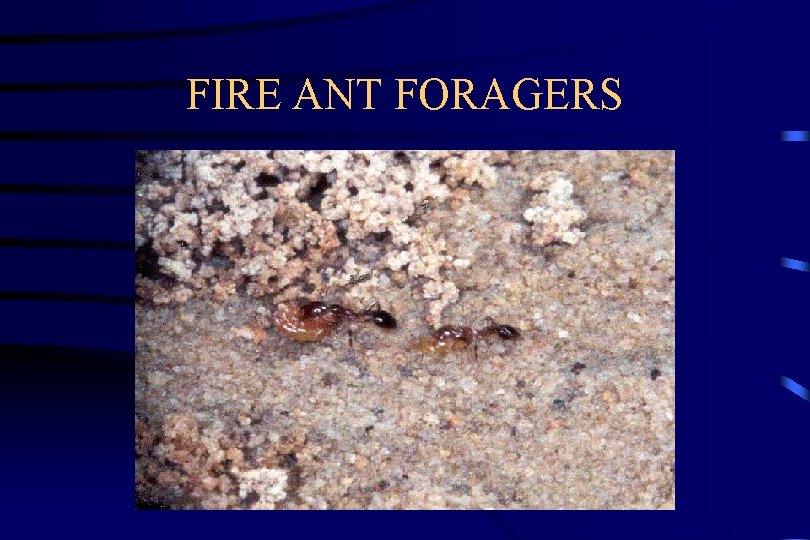 FIRE ANT FORAGERS 