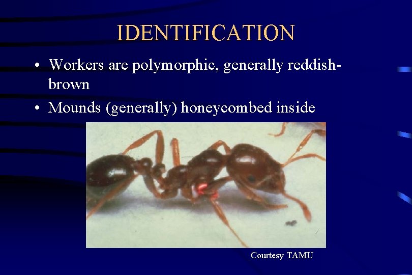 IDENTIFICATION • Workers are polymorphic, generally reddishbrown • Mounds (generally) honeycombed inside Courtesy TAMU
