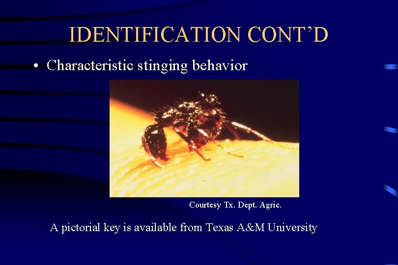 IDENTIFICATION CONT’D • Characteristic stinging behavior Courtesy Tx. Dept. Agric. A pictorial key is