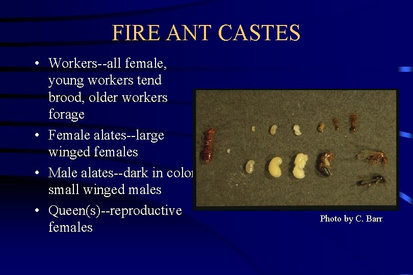 FIRE ANT CASTES • Workers--all female, young workers tend brood, older workers forage •