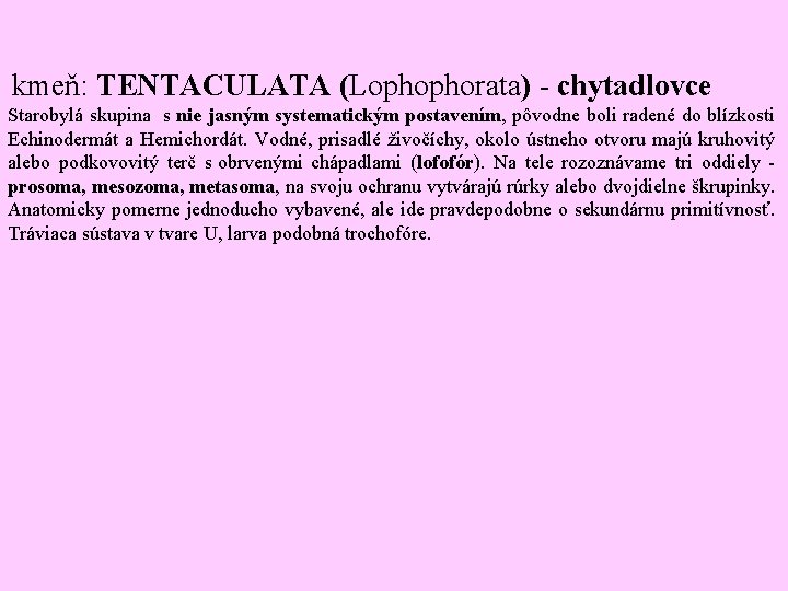  kmeň: TENTACULATA (Lophophorata) - chytadlovce Starobylá skupina s nie jasným systematickým postavením, pôvodne