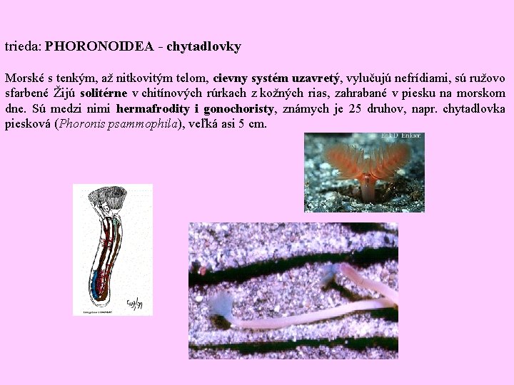 trieda: PHORONOIDEA - chytadlovky Morské s tenkým, až nitkovitým telom, cievny systém uzavretý, vylučujú