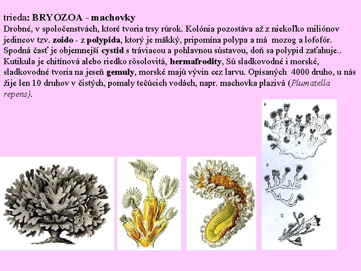 trieda: BRYOZOA - machovky Drobné, v spoločenstvách, ktoré tvoria trsy rúrok. Kolónia pozostáva až