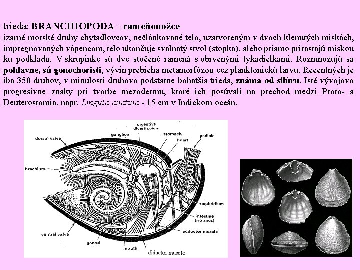 trieda: BRANCHIOPODA - rameňonožce izarné morské druhy chytadlovcov, nečlánkované telo, uzatvoreným v dvoch klenutých