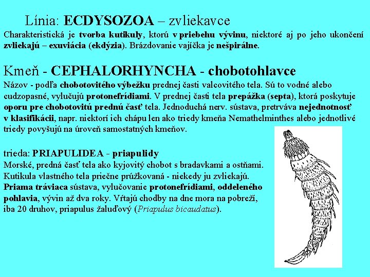  Línia: ECDYSOZOA – zvliekavce Charakteristická je tvorba kutikuly, ktorú v priebehu vývinu, niektoré