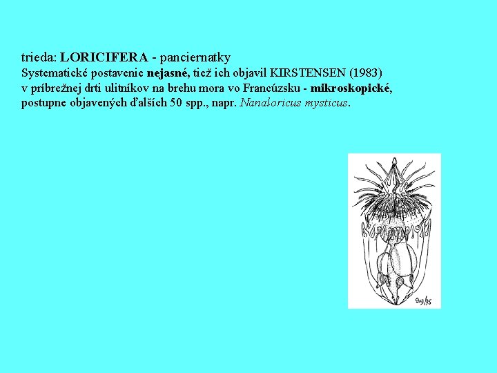 trieda: LORICIFERA - panciernatky Systematické postavenie nejasné, tiež ich objavil KIRSTENSEN (1983) v príbrežnej