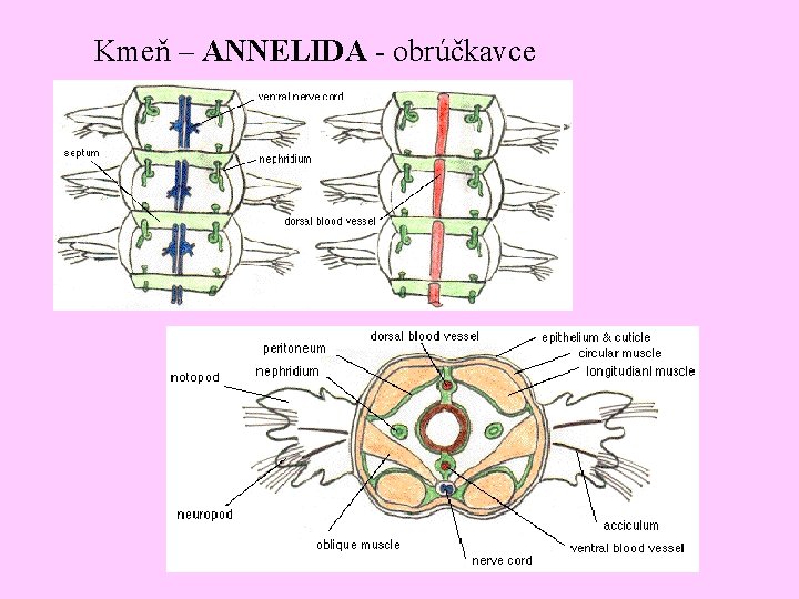 Kmeň – ANNELIDA - obrúčkavce 