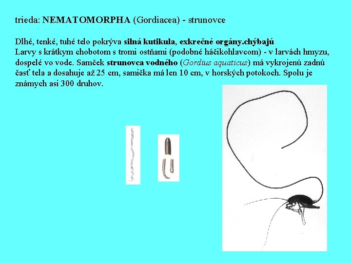 trieda: NEMATOMORPHA (Gordiacea) - strunovce Dlhé, tenké, tuhé telo pokrýva silná kutikula, exkrečné orgány.