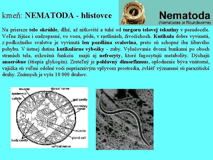 kmeň: NEMATODA - hlístovce Na priereze telo okrúhle, dlhé, až nitkovité a tuhé od