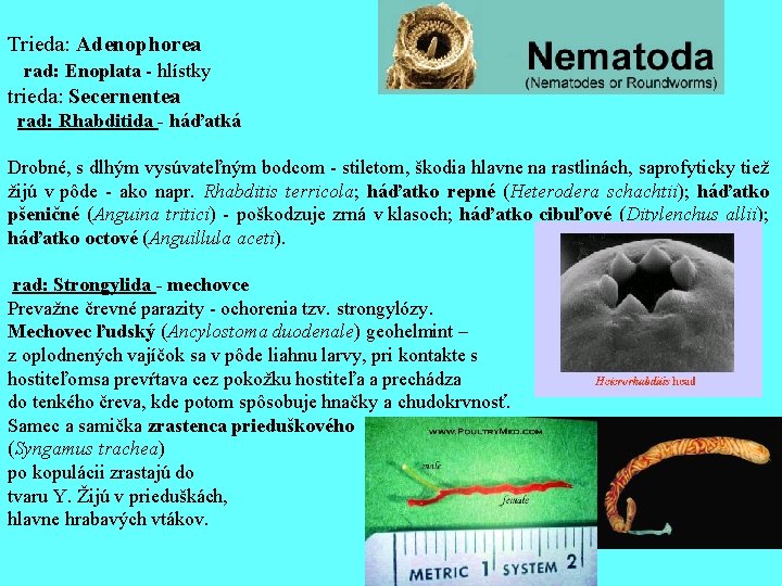 Trieda: Adenophorea rad: Enoplata - hlístky trieda: Secernentea rad: Rhabditida - háďatká Drobné, s