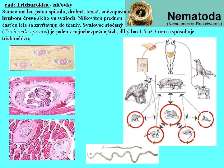  rad: Trichuroidea - niťovky Samec má len jednu spikulu, drobné, tenké, cudzopasia v