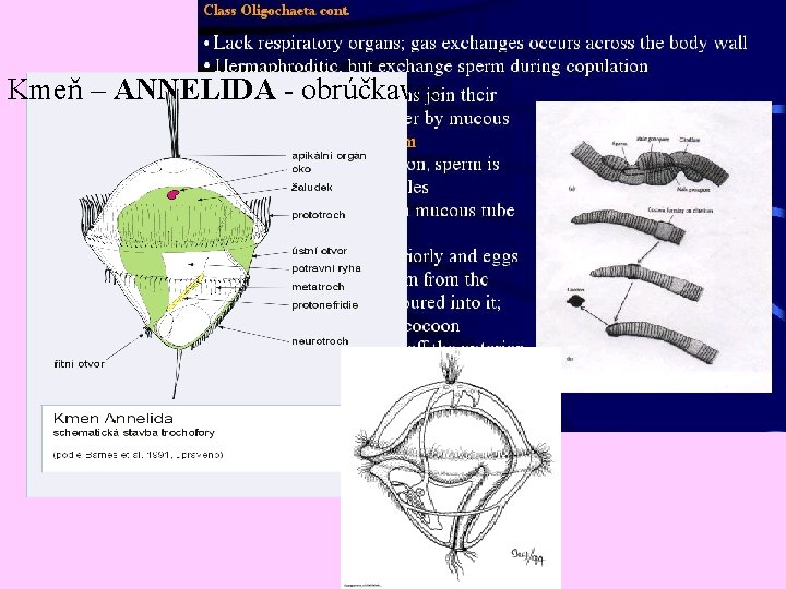 Kmeň – ANNELIDA - obrúčkavce 