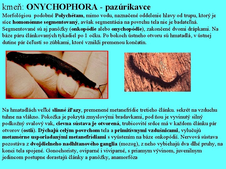 kmeň: ONYCHOPHORA - pazúrikavce Morfológiou podobné Polychétam, mimo vodu, naznačené oddelenie hlavy od trupu,