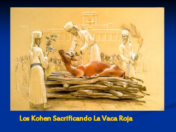 Los Kohen Sacrificando La Vaca Roja 