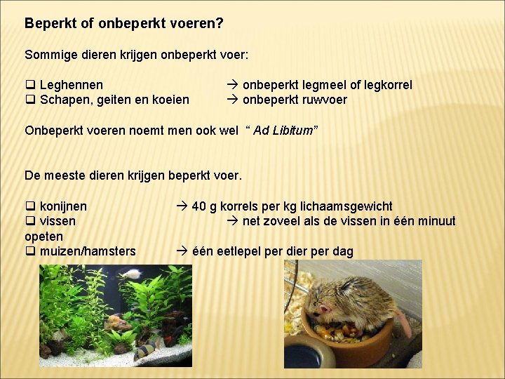 Beperkt of onbeperkt voeren? Sommige dieren krijgen onbeperkt voer: q Leghennen q Schapen, geiten