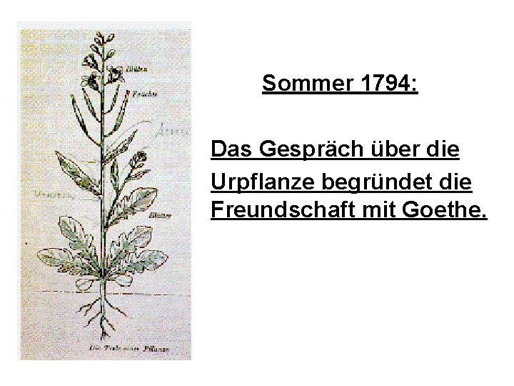 Sommer 1794: Das Gespräch über die Urpflanze begründet die Freundschaft mit Goethe. 