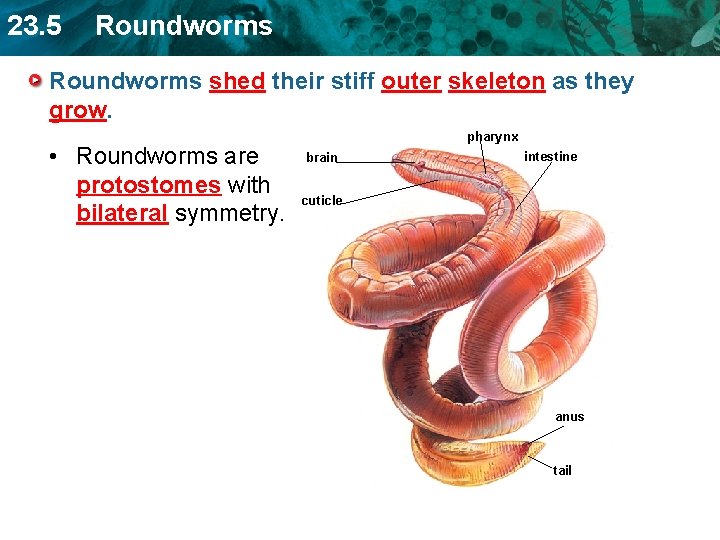 23. 5 Roundworms shed their stiff outer skeleton as they grow. • Roundworms are