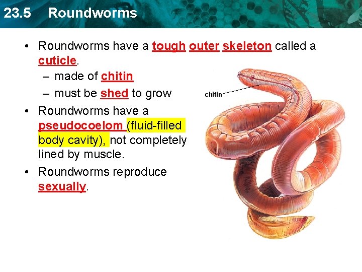 23. 5 Roundworms • Roundworms have a tough outer skeleton called a cuticle. –