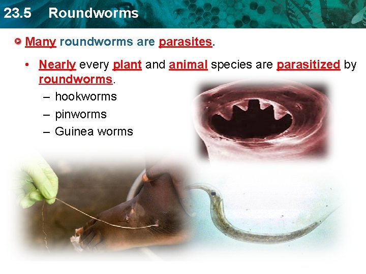 23. 5 Roundworms Many roundworms are parasites. • Nearly every plant and animal species