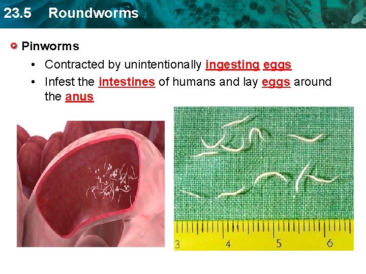 23. 5 Roundworms Pinworms • Contracted by unintentionally ingesting eggs • Infest the intestines