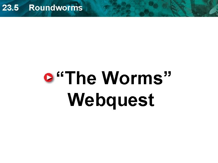 23. 5 Roundworms “The Worms” Webquest 