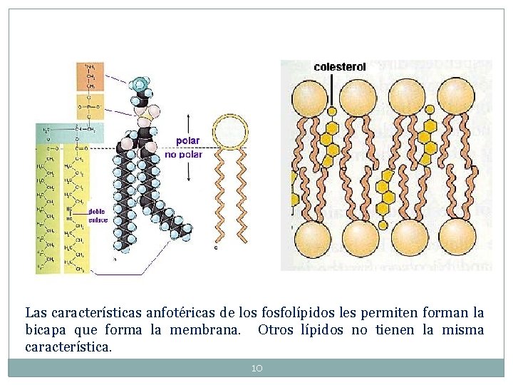 Las características anfotéricas de los fosfolípidos les permiten forman la bicapa que forma la