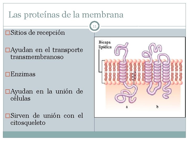 Las proteínas de la membrana 11 �Sitios de recepción �Ayudan en el transporte transmembranoso