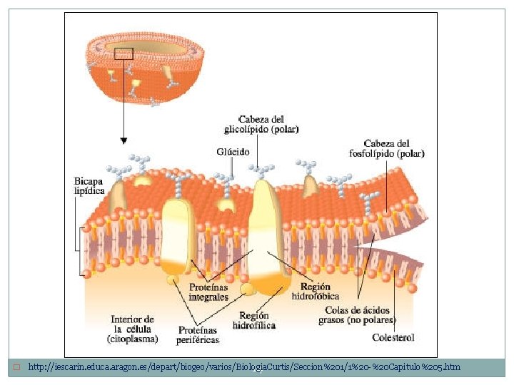 � http: //iescarin. educa. aragon. es/depart/biogeo/varios/Biologia. Curtis/Seccion%201/1%20 -%20 Capitulo%205. htm 14 