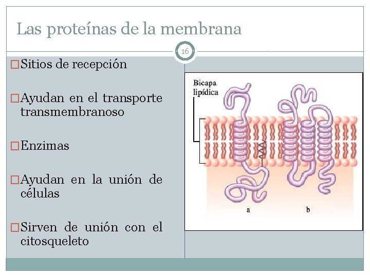 Las proteínas de la membrana 16 �Sitios de recepción �Ayudan en el transporte transmembranoso