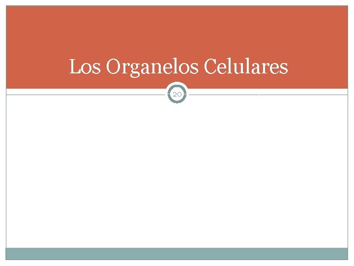 Los Organelos Celulares 20 