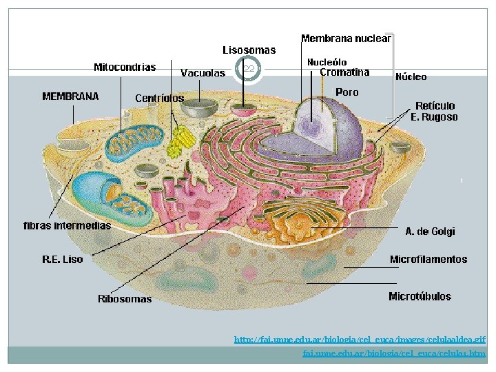 22 http: //fai. unne. edu. ar/biologia/cel_euca/images/celulaaldea. gif fai. unne. edu. ar/biologia/cel_euca/celula 1. htm 