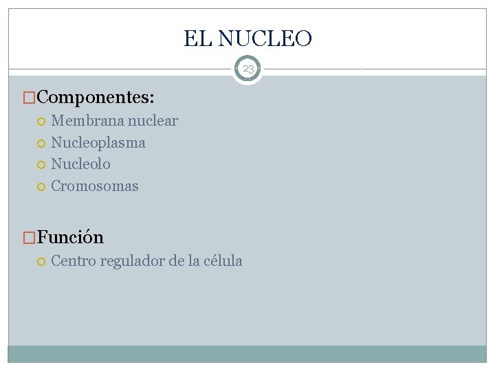 EL NUCLEO 23 �Componentes: Membrana nuclear Nucleoplasma Nucleolo Cromosomas �Función Centro regulador de la