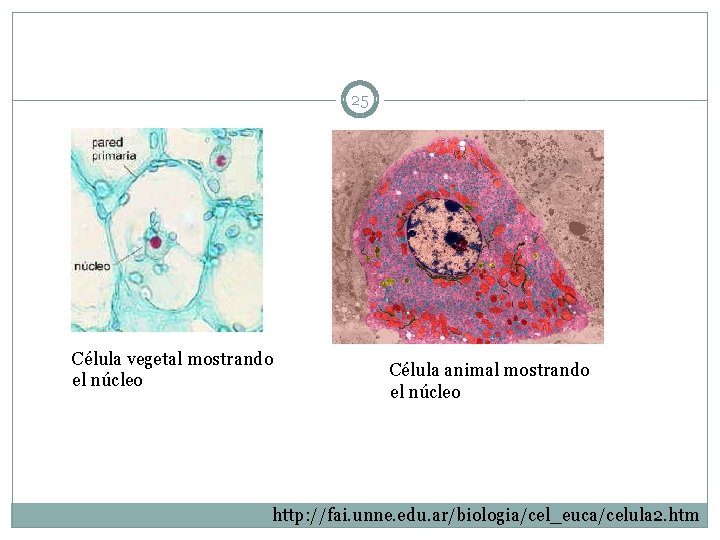 25 Célula vegetal mostrando el núcleo Célula animal mostrando el núcleo http: //fai. unne.