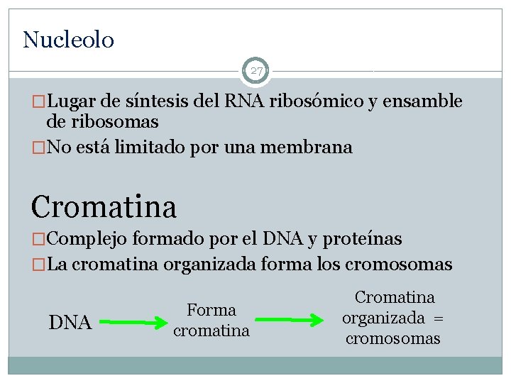 Nucleolo 27 �Lugar de síntesis del RNA ribosómico y ensamble de ribosomas �No está