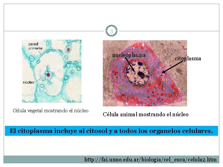 3 nucleoplasma Célula vegetal mostrando el núcleo citoplasma Célula animal mostrando el núcleo El