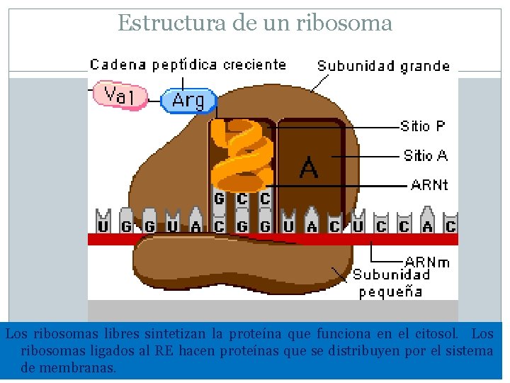 Estructura de un ribosoma 36 Los ribosomas libres sintetizan la proteína que funciona en