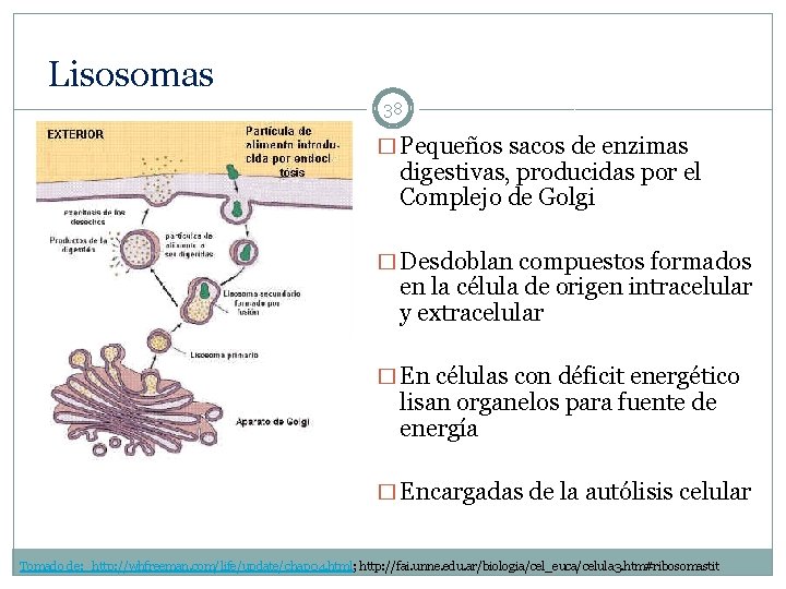 Lisosomas 38 � Pequeños sacos de enzimas digestivas, producidas por el Complejo de Golgi