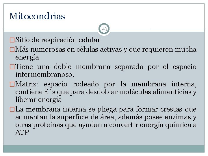 Mitocondrias 43 �Sitio de respiración celular �Más numerosas en células activas y que requieren