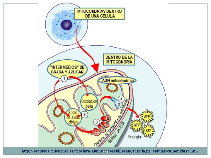 45 http: //recursos. cnice. mec. es/biosfera/alumno/2 bachillerato/Fisiologia_celular/contenidos 7. htm 