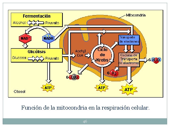 Función de la mitocondria en la respiración celular. 46 