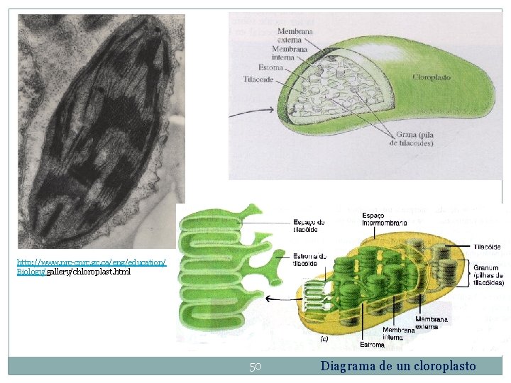 http: //www. nrc-cnrc. gc. ca/eng/education/ Biology/gallery/chloroplast. html 50 Diagrama de un cloroplasto 