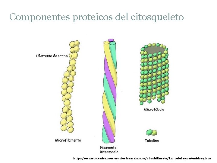 Componentes proteicos del citosqueleto Filamento de actina http: //recursos. cnice. mec. es/biosfera/alumno/2 bachillerato/La_celula/contenidos 7.