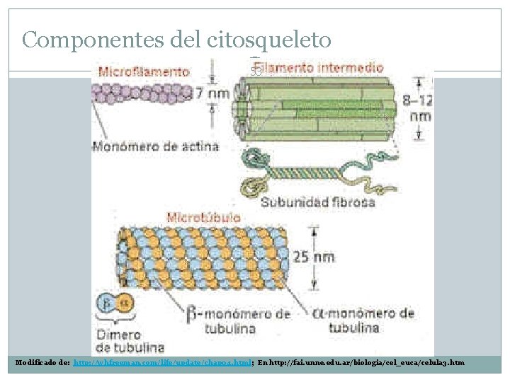 Componentes del citosqueleto 53 Modificado de: http: //whfreeman. com/life/update/chap 04. html; En http: //fai.