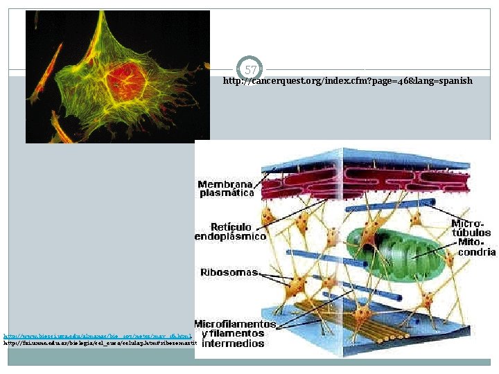 57 http: //cancerquest. org/index. cfm? page=46&lang=spanish http: //www. biosci. uga. edu/almanac/bio_103/notes/may_16. html. http: //fai.