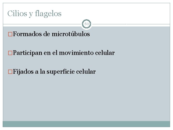 Cilios y flagelos 60 �Formados de microtúbulos �Participan en el movimiento celular �Fijados a